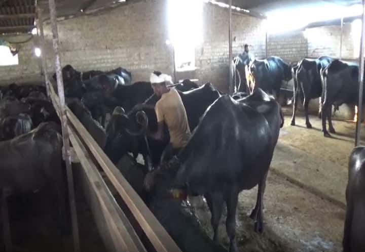 हिंगोली (Hingoli) जिल्ह्यातील शेतकऱ्यानं दूध व्यवसायाच्या माध्यमातून आर्थिक समृद्धी आणली आहे.