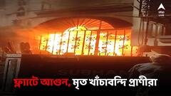 নাকতলার আবাসনে আগুন, ঝলসে মৃত্যু খাঁচাবন্দি কুকুর-বিড়ালের