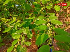 Vastu Shastra: ఇంటి చుట్టూ ఈ చెట్లు ఉండటం అశుభం..  ఇంటికి సౌత్ వైపు ఈ చెట్టు ఉంటే ప్రాణగండం!