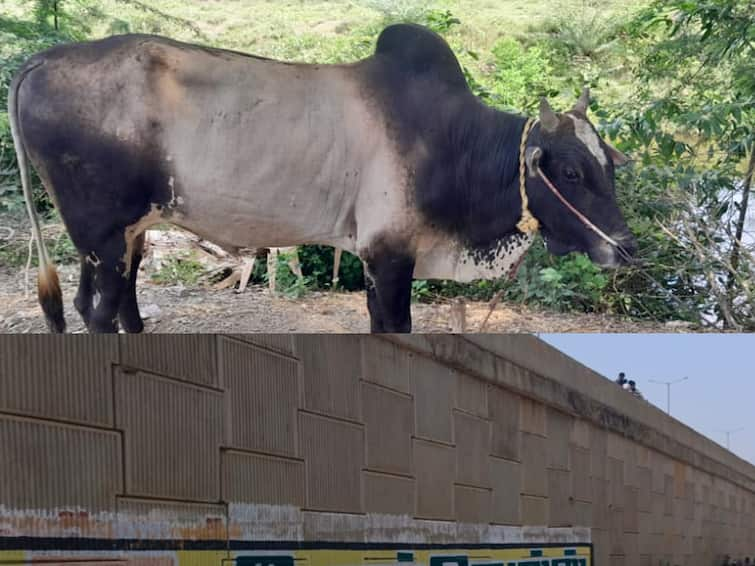 Jallikattu bull dies after falling from flyover Tragedy near Thanjavur TNN மேம்பாலத்திலிருந்து தவறி விழுந்து ஜல்லிக்கட்டு காளை உயிரிழப்பு - தஞ்சை அருகே சோகம்