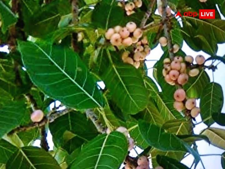 Vastu Tips peepal ber jackfruit and other Trees are inauspicious for