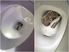 वॉशरूम गया... टॉयलेट शीट में देखा तो मिला खतरनाक अजगर... ये तस्वीरें काफी डराने वाली हैं