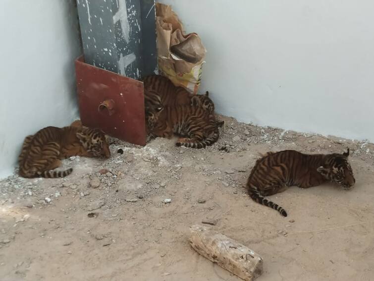 Four Tiger Cubs Found In House In Andhra Pradesh Village Atmakur Rescued By Forest Officials Video Four Tiger Cubs Found In House In Andhra Village, Rescued By Forest Officials. WATCH