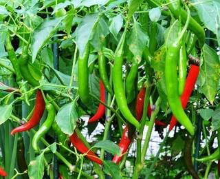 Chilli Export : વિદેશમાં ધૂમ મચાવશે આ રાજ્યનું મરચું, ખેડૂતોને થશે જબ્બર લાભ