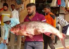 Pune News : इंदापूर मध्ये उजनीत मिळाला तब्बल 30 किलो वजनाचा मासा; माशाची गावभर चर्चा