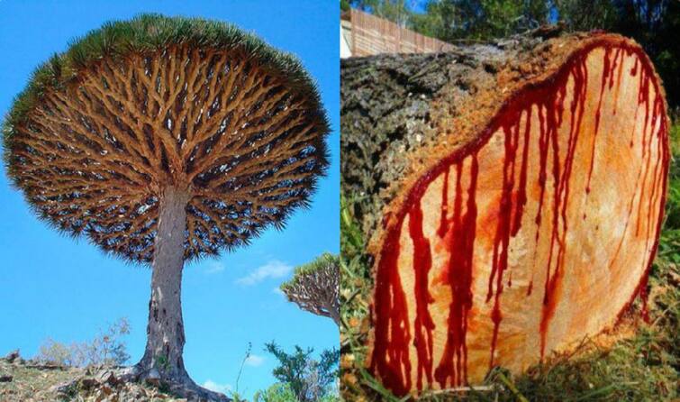 bloodwood tree releases blood like human after cutting unknown facts about the tree ਦੁਨੀਆ ਦਾ ਇਕਲੌਤਾ ਰੁੱਖ ਜਿਸ ਨੂੰ ਕੱਟਣ 'ਤੇ ਵਗਦਾ ਹੈ ਖੂਨ, ਇਨ੍ਹਾਂ ਬੀਮਾਰੀਆਂ ਲਈ ਹੈ ਰਾਮਬਾਣ