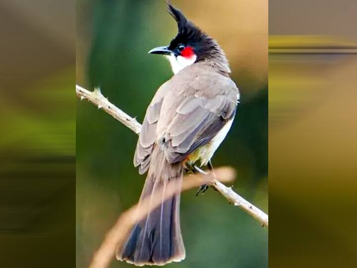 Theni news Various rare species of birds were found in the bird survey conducted in Theni district TNN தேனி: பறவைகள் கணக்கெடுப்பில்  அரிய வகை பறவை இனங்கள் கண்டுபிடிப்பு