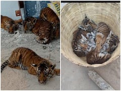 Nandyal News : నంద్యాల జిల్లాలో పులి పిల్లలు కలకలం, తల్లి వస్తుందేమోనని భయాందోళనలో గ్రామస్థులు