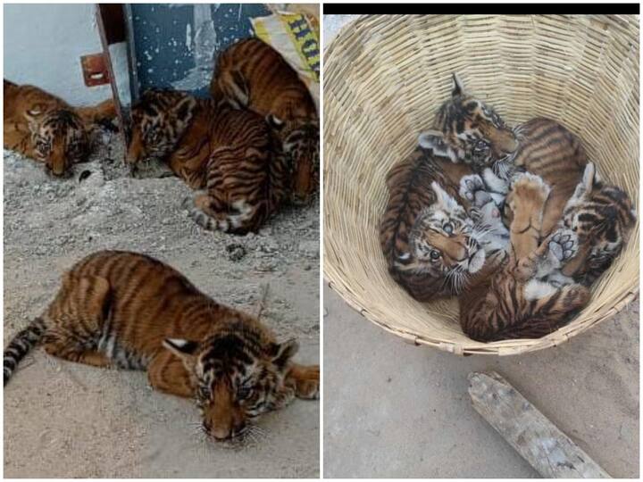 Nandyal district Atmakur villagers save four tiger cubs near forest area DNN Nandyal News : నంద్యాల జిల్లాలో పులి పిల్లలు కలకలం, తల్లి వస్తుందేమోనని భయాందోళనలో గ్రామస్థులు