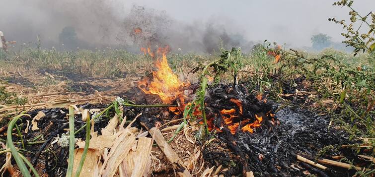 maharashtra news nashik news Onion Holi one acre by yeola farmer in Nashik Nashik Onion Issue : नाशिकमध्ये तब्बल दीड एकरवरील कांद्याची होळी, होळीच्या दिवशी शेतकऱ्याचे मोठं पाऊल