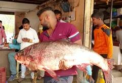 Pune News : इंदापूर मध्ये उजनीत मिळाला तब्बल 30 किलो वजनाचा मासा; माशाची गावभर चर्चा