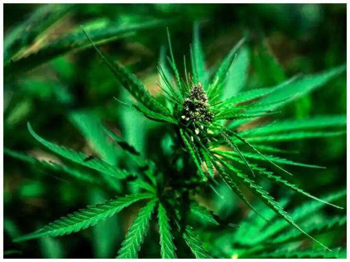 How does cannabis have a bad effect on the body and mind how to get rid of its addiction abpp क्या आपके शरीर और दिमाग पर डालती है बुरा असर? कैसे उतारें इसका नशा? 