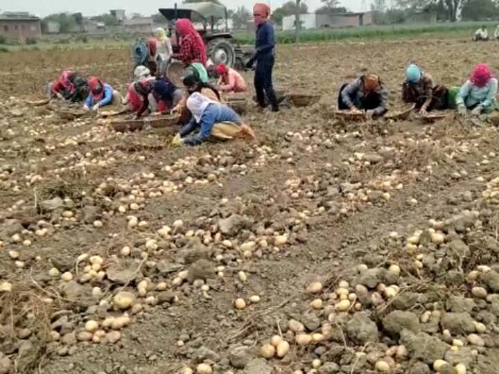 Hapur Potato Farmers not getting right price from market long queues outside cold storage ANN Hapur News: आलू किसानों का बुरा हाल, मंडियों में नहीं मिल रहे सही दाम, कोल्ड स्टोरेज के बाहर लंबी कतारें
