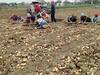 Hapur News: आलू किसानों का बुरा हाल, मंडियों में नहीं मिल रहे सही दाम, कोल्ड स्टोरेज के बाहर लंबी कतारें