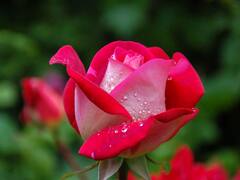 Falgun Purnima 2023 Upay: फाल्गुन पूर्णिमा रात कर लें कौड़ियों का ये टोटका, व्यापार में होगी तरक्की, मां लक्ष्मी का होगा वास