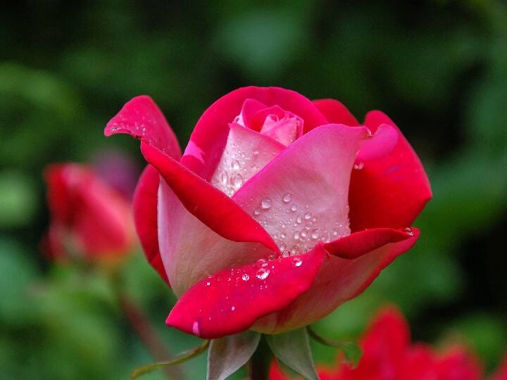 विवाह में विलंब हो रहा है तो मां लक्ष्मी को सात गुलाब के फूल इत्र लगाकर चढ़ाएं. फिर लक्ष्मी स्तोत्र का पाठ करें, कहते हैं इससे शीघ्र विवाह की मनोकामना पूरी होगी.