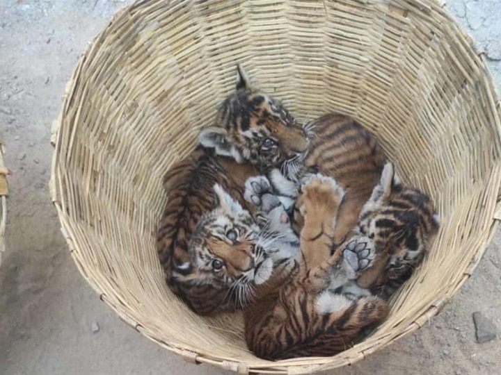 Four Tiger Cubs Found In House In Andhra Village, Rescued By Forest Officials. WATCH