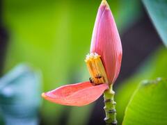 साइलेंट डॉक्टर है केले का फूल...हार्ट हेल्थ से लेकर डायबिटीज कंट्रोल करने तक में है मददगार