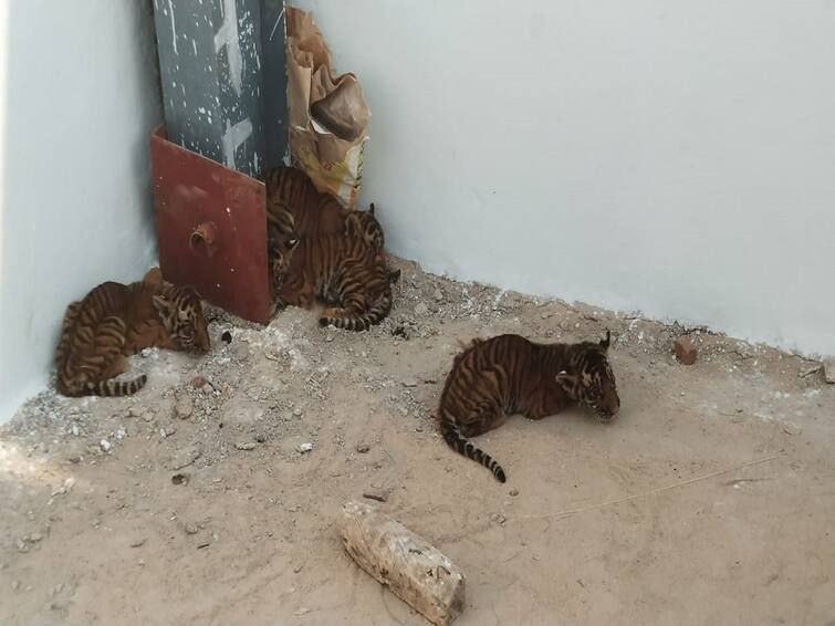 Four tiger cubs found in Andhra Pradesh Nandyal District saved by village people from dogs Tiger Cubs Saved : வயல்வெளியில் தாய் புலியை பிரிந்து தவித்த குட்டிகள்.. கிராம மக்கள் செய்த நெகிழ்ச்சி செயல்..