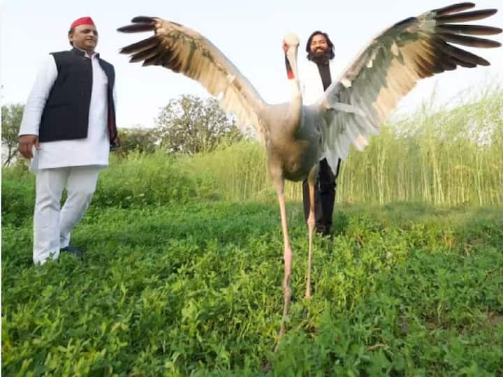 Uttar Pradesh Akhilesh Yadav Became Fan Friendship Of Sarus And Arif Arif-Sarus Friendship: కొంగతో స్నేహం, ఆ స్నేహితులను కలవడానికి వెళ్లిన అఖిలేష్ యాదవ్
