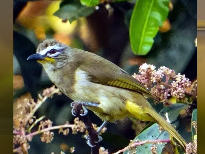 தேனி: பறவைகள் கணக்கெடுப்பில்  அரிய வகை பறவை இனங்கள் கண்டுபிடிப்பு