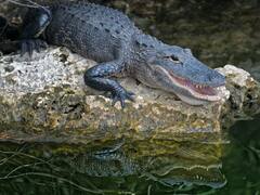 লোহার বেড়া বেঁকিয়ে ভেঙে ফেলল কুমির! ভাইরাল ভিডিও