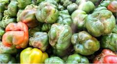 Black Thrips on Capsicum : सिमला मिरची उत्पादक शेतकरी ब्लॅक थ्रीप्स किडीमुळे अडचणीत