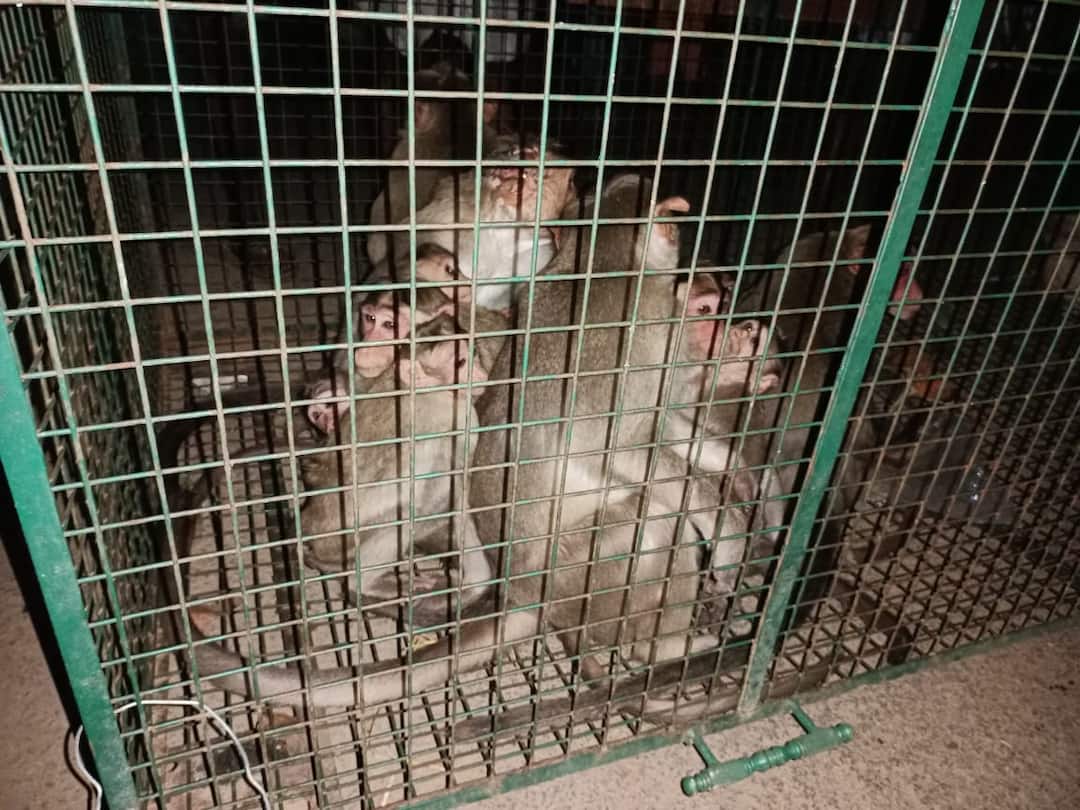 ABP Nadu Impact Monkeys were caught in coastal village of Kollidam Thanjavur TNN ABP Nadu Impact: ஏபிபி நாடு எதிரொலி - தஞ்சை கொள்ளிடம் கரையோர கிராமத்தில் பிடிக்கப்பட்ட குரங்குகள்