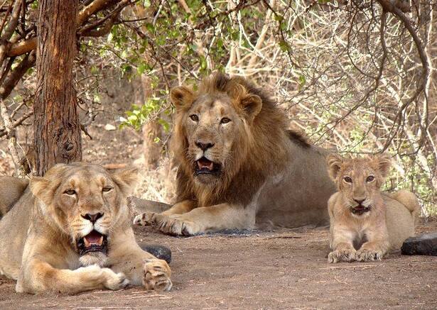 Gujarat Assembly: Know how much lions unnatural death in two years Gir Lion: ગુજરાતમાં બે વર્ષમાં કેટલા સિંહોના અકુદરતી મોત થયા ? જાણો વિધાનસભામાં સરકારે શું આપી માહિતી