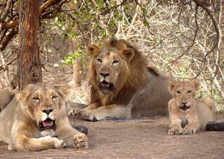 Gir Lion: ગુજરાતમાં બે વર્ષમાં કેટલા સિંહોના અકુદરતી મોત થયા ? જાણો વિધાનસભામાં સરકારે શું આપી માહિતી