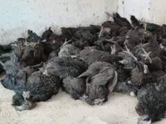 बर्ड फ्लू: रांची में मुर्गे-मुर्गियों को मारने का अभियान शुरू, इन इलाकों में अंडों की बिक्री पर बैन