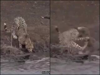 Video: नदी किनारे पानी पी रहा था चीता, अचानक मगरमच्छ ने आकर दबोच लिया और फिर...