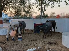 रोजाना एक जवान की लग रही 5 भैंसों के देख-रेख की ड्यूटी, जानें पुलिस को क्यों करनी पड़ रही निगरानी?