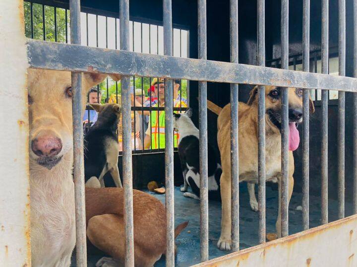 maharashtra mla controversial Statement send stray dogs to assam for consumption Maharashtra MLA Advice: '...आवारा कुत्तों को असम भेजो', महाराष्ट्र के विधायक ने क्यों दी अजीबोगरीब सलाह