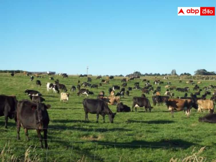 Uttar Pradesh farmers suffering massive crop damage caused by stray animals Uttar Pradesh farmers: వీధి పశువులతో ఉత్తర్‌ప్రదేశ్‌లో సమస్యలు- తలలు పట్టుకుంటున్న రైతులు