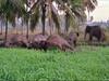 Elephants Died : తమిళనాడులో విషాదం, విద్యుత్ షాక్ తో మూడు ఏనుగులు మృతి!