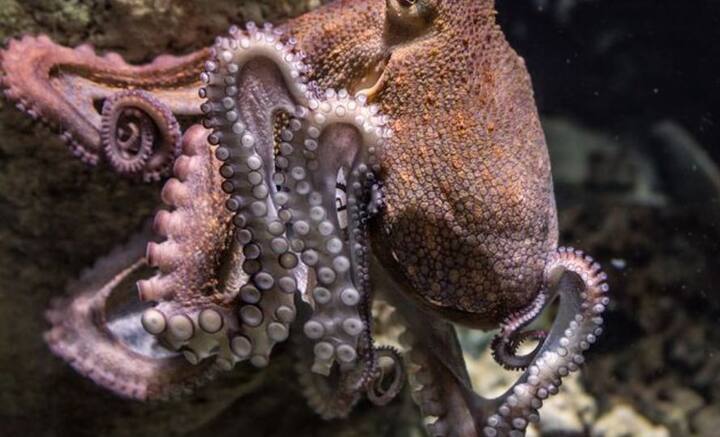 খাদ্যতালিকায় নাম ছিল আগে থেকেই। ফুটবল ম্যাচের ভবিষ্যদ্বাণী করে মেলে জনপ্রিয়তাও। অক্টোপাস এবং তার আট হাতকে নিয়ে কৌতূহল কম নয়।