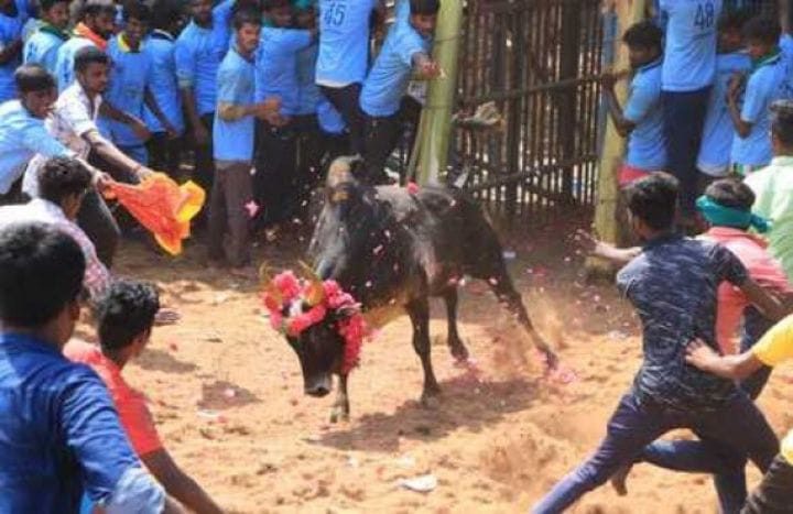 புதுக்கோட்டை மாவட்ட ஜல்லிக்கட்டு போட்டியில் 35 பேர் காயம்