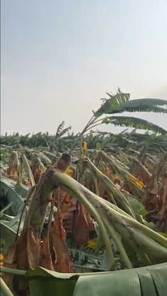 Unseasonal Rain : करमाळ्यातील वाशिंबे परिसरात वादळी वाऱ्यामुळे केळी बागा जमीनदोस्त
