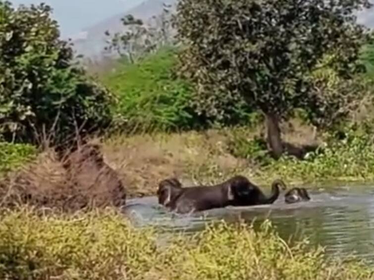 Dharmapuri: Three wild elephants died after being entangled in an electric fence set up for an agricultural plantation Elephants Dead: அதிர்ச்சி.. விவசாய தோட்டத்திற்காக வைக்கப்பட்ட மின் வேலி.. எதிர்பாராமல் சிக்கி உயிரிழந்த 3 யானைகள்!