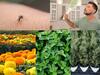 Mosquitoes prevention : கொசுத்தொல்லை ரொம்ப ஓவராக இருக்கா..அப்போ இந்த செடிகளை வளருங்க!