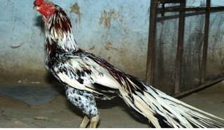 ਮੁਰਗੀ ਦੀ ਇਸ ਨਸਲ ਦੇ ਸਾਹਮਣੇ ਕੱੜਕਨਾਥ ਵੀ ਫੇਲ੍ਹ, ਬਾਜ਼ਾਰ 'ਚ ਵਿਕ ਰਿਹਾ 100 ਰੁਪਏ ਦਾ ਆਂਡਾ