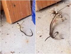 Video: मकड़ी के जाल में फंस कर हुई सांप की मौत, यकीन नहीं है तो ये वीडियो देख लीजिए