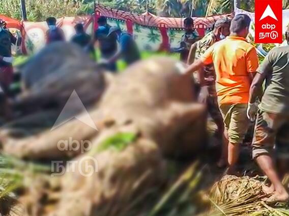 Elephants Death : சட்டவிரோத மின்வேலி..பறிப்போன 3 யானைகளின் உயிர்.. தவிக்கும் குட்டி யானை !