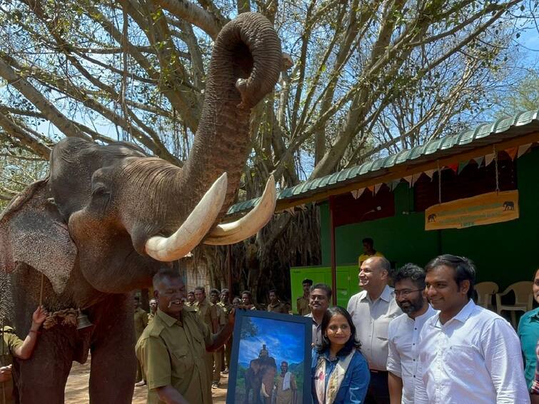 Due to old age Kaleem Kumki the elephant has been retired by the forest department Watch Video: காட்டு யானைகளுக்கே கொம்பன்... ஓய்வு பெற்றது கலீல் கும்கி யானை - சல்யூட் அடித்த வனத்துறை