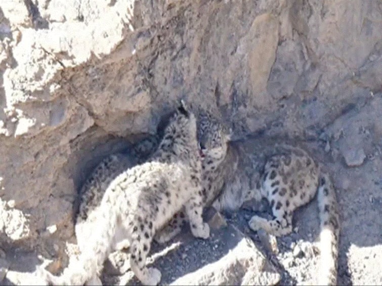 Rare Sighting Of Snow Leopard Family In Himachal Pradeshs Spiti Valley Leaves Internet Awestruck Rare Sighting Of Snow Leopard Family In Himachal Pradesh's Spiti Valley Leaves Internet Awestruck