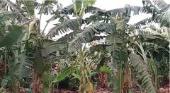 Unseasonal Rain : करमाळ्यातील वाशिंबे परिसरात वादळी वाऱ्यामुळे केळी बागा जमीनदोस्त