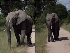 हथिनी की सूंड पर दिखे दूसरे जानवर के अटैक के निशान, सोशल मीडिया पर वायरल हुआ वीडियो