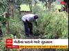Tapi: છેલ્લા બે દિવસથી વરસાદ તૂટી પડતા કેરી અને શાકભાજીને ભારે નુકસાન, જાણો ખેડૂતોએ શું કરી માંગ?