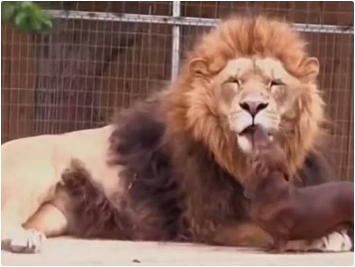 lion is seen having fun and playing with two dogs inside zoo Video: कुत्तों के साथ खेलते नजर आया विशालकाय शेर, यूजर्स बोले- ये दोस्ती हम नहीं तोड़ेंगे... 